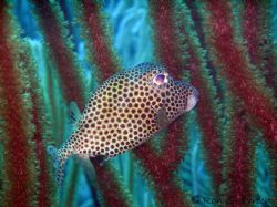 Box fish photographed in Bonaire August 2005. Olympus 770... by Ron Shavreen 